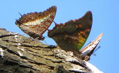 Charaxes brutus natalensis
