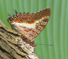 Charaxes brutus natalensis