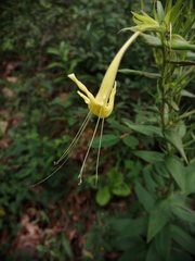 Lithospermum exsertum