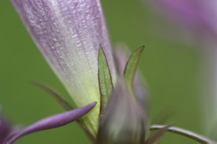 Gentianella rhaetica