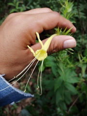 Lithospermum exsertum