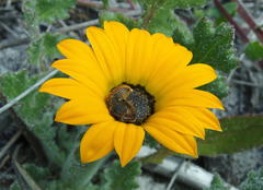 Arctotis breviscapa