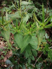 Lithospermum exsertum