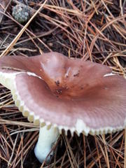 Russula capensis