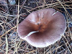 Russula capensis
