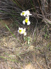Disa flexuosa