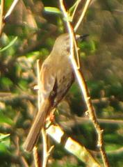 Prinia subflava affinis