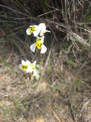 Disa flexuosa