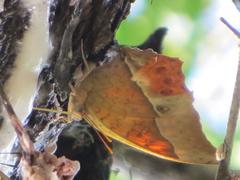 Charaxes varanes varanes