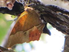 Charaxes varanes varanes