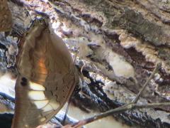 Charaxes ethalion ethalion