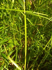 Poa remota