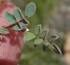 Indigofera declinata