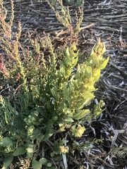 Atriplex cristata