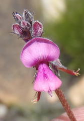 Indigofera declinata