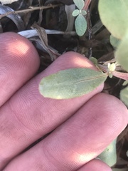 Atriplex cristata