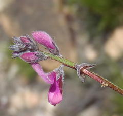 Indigofera declinata