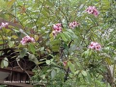 Strophanthus gratus