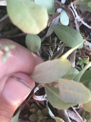 Atriplex cristata