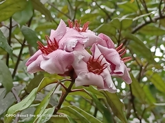 Strophanthus gratus