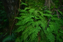 Hymenophyllum polyanthon