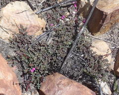 Indigofera declinata