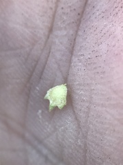 Atriplex cristata