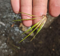 Isoetes occidentalis