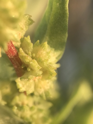 Crested saltbush (Atriplex cristata)