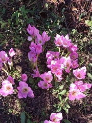 Colchicum
