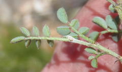 Indigofera declinata
