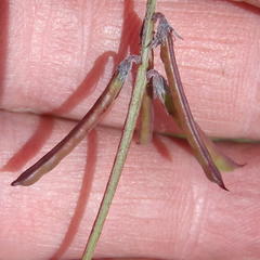 Indigofera declinata