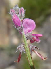 Indigofera declinata