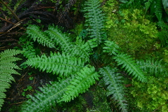 Plagiogyria stenoptera