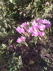 Colchicum