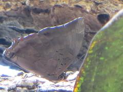 Charaxes ethalion ethalion