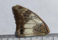 Charaxes ethalion ethalion