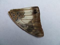 Charaxes ethalion ethalion