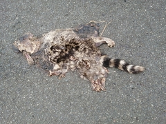 Genetta genetta genetta