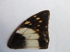 Charaxes ethalion ethalion