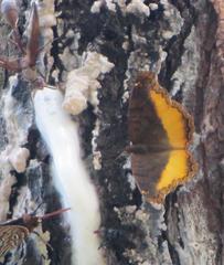 Eurytela dryope angulata