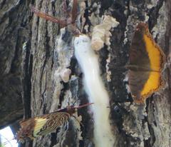 Eurytela dryope angulata