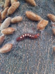 Lechriolepis nigrivenis