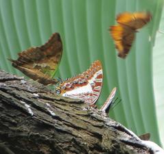 Eurytela dryope angulata