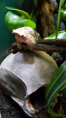Correlophus ciliatus