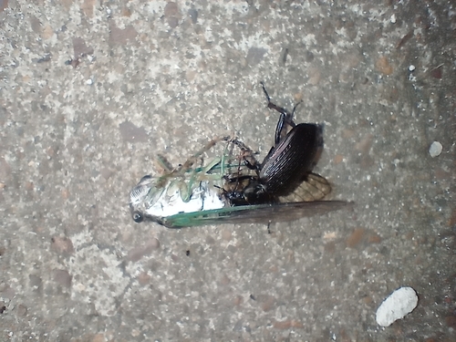 Black Caterpillar Hunter photo 4