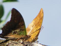 Charaxes candiope