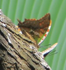 Charaxes candiope