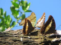 Charaxes candiope