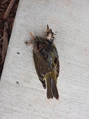 Passeriformes